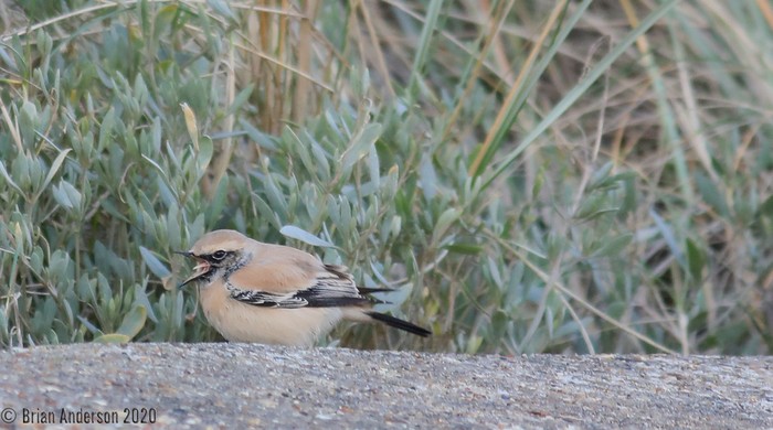 Desert Wheatear