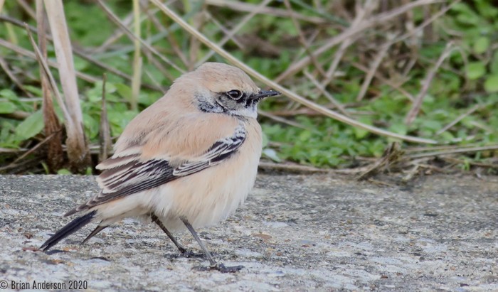 Desert Wheatear