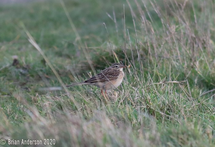 Richard's Pipit