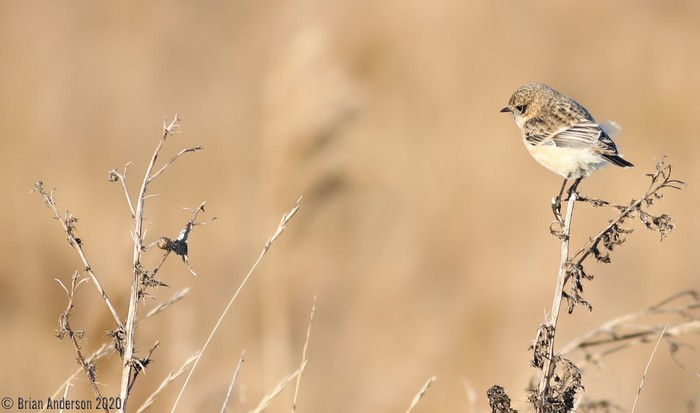 Siberian Stonechat