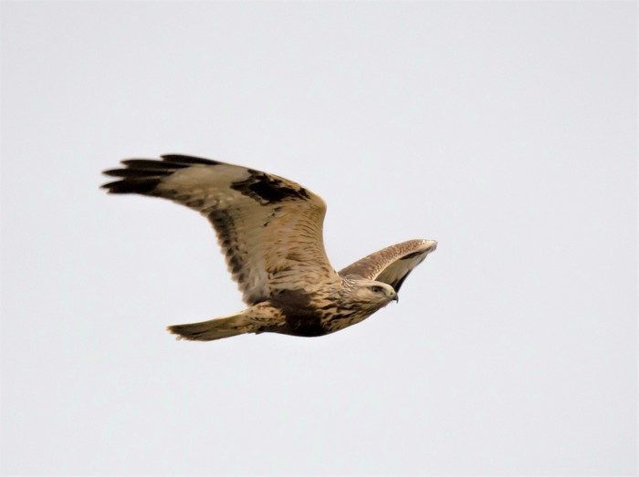 Rough-legged Buzzard