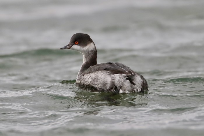 Black-necked Grebe