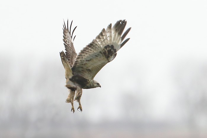 Rough-legged Buzzard