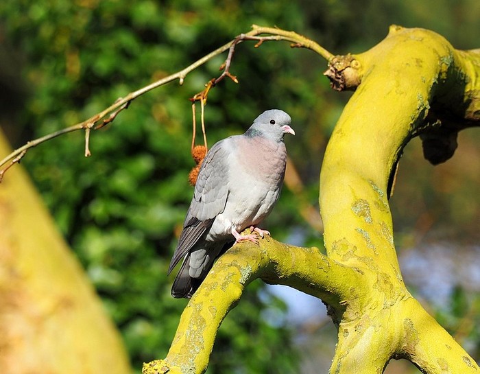 Stock Dove