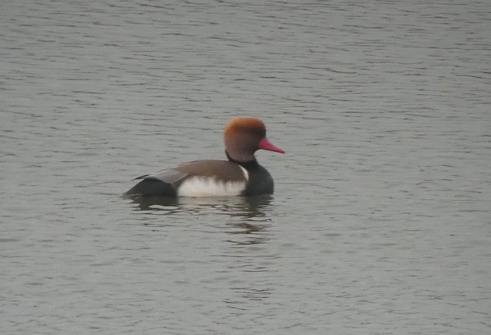 Red-crested Pochard