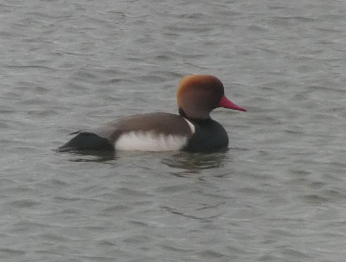 Red-crested Pochard