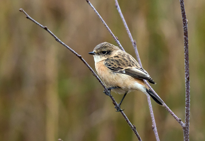 Siberian Stonechat
