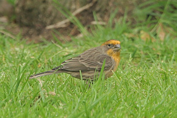 House Finch