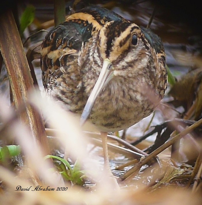 Jack Snipe