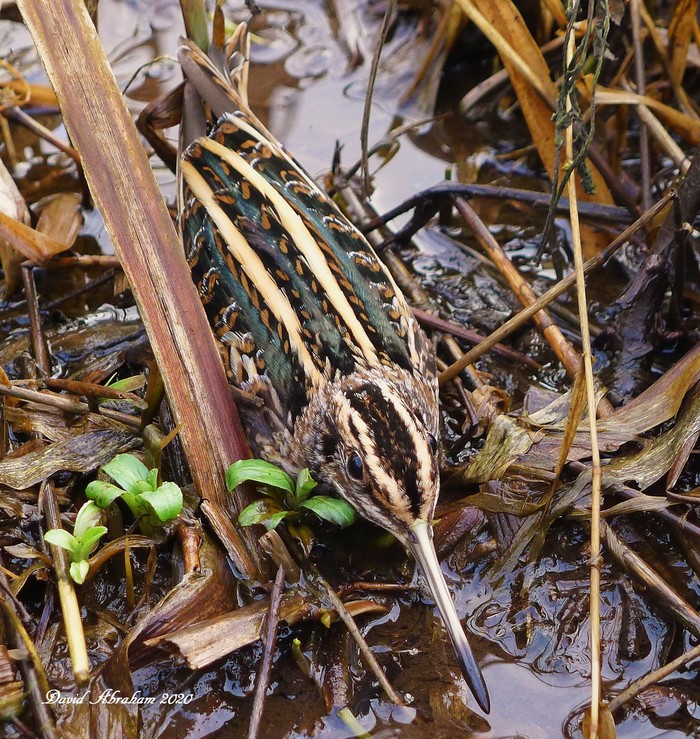Jack Snipe