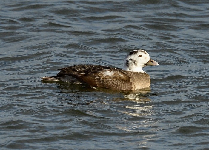 Long-tailed Duck