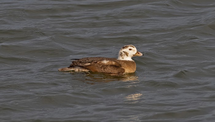 Long-tailed Duck