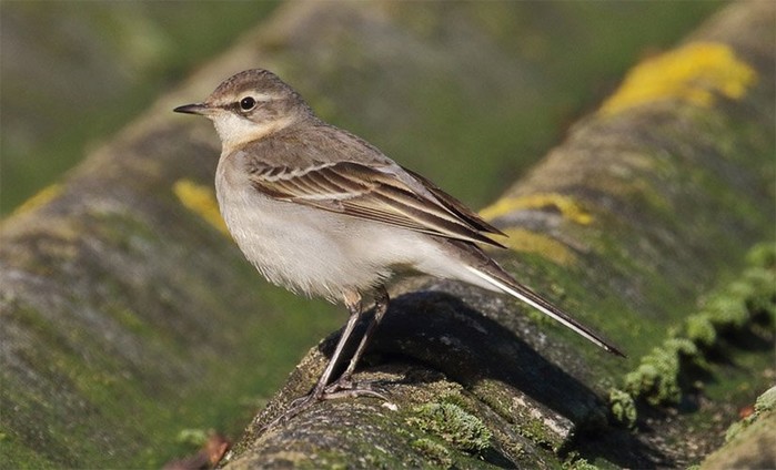 Eastern Yellow Wagtail