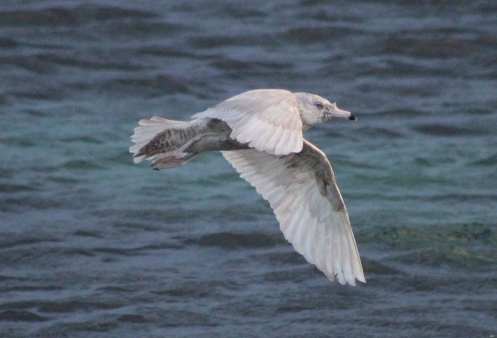 Glaucous Gull