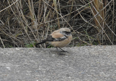 Desert Wheatear