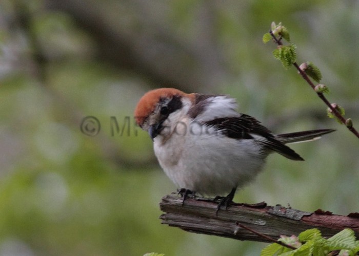 Woodchat Shrike