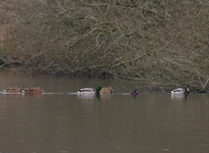 Ferruginous Duck