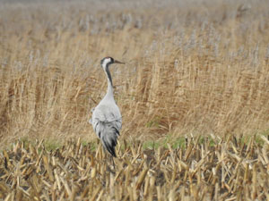 Common Crane