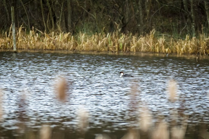Smew