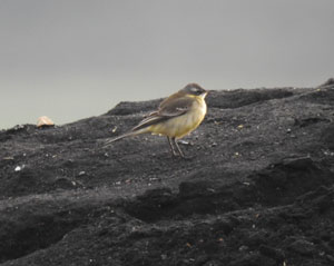 Blue-headed Eastern Yellow Wagtail