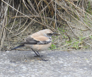 Desert Wheatear