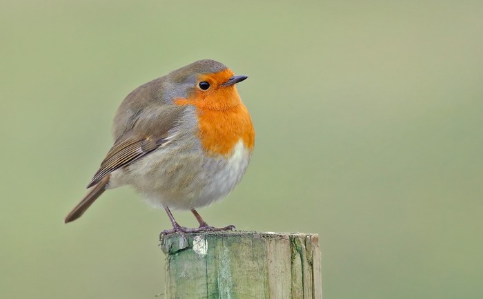 Robin