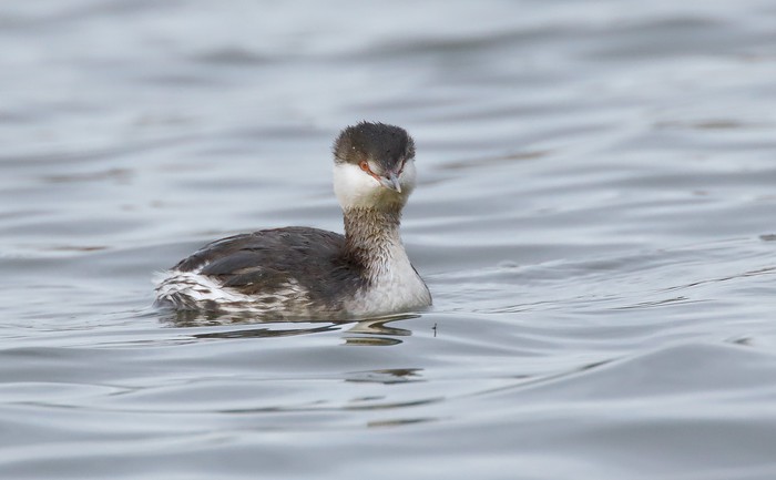 Slavonian Grebe