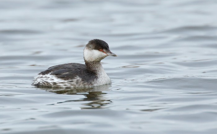 Slavonian Grebe