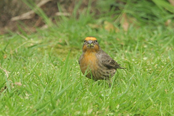 House Finch