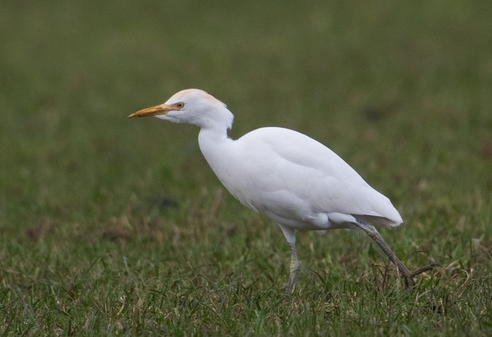 Cattle Egret