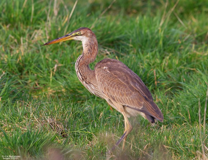 Purple Heron