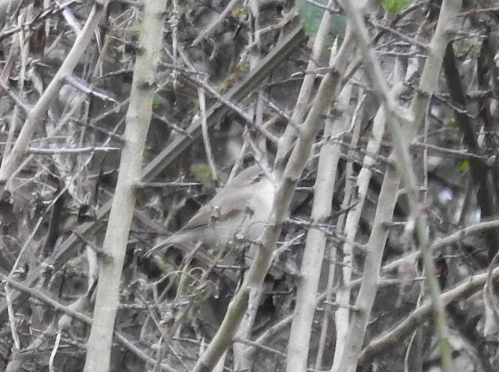 Siberian Chiffchaff