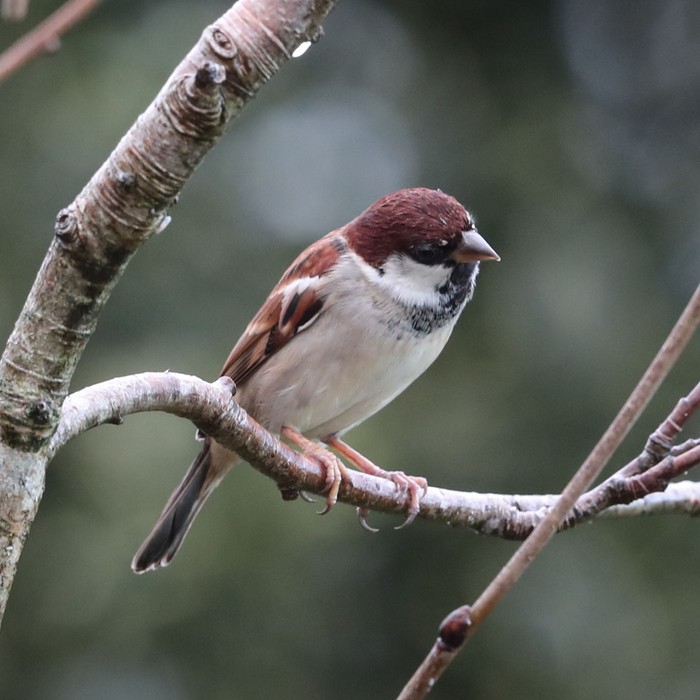 Italian Sparrow