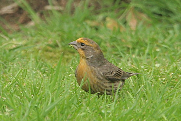 House Finch
