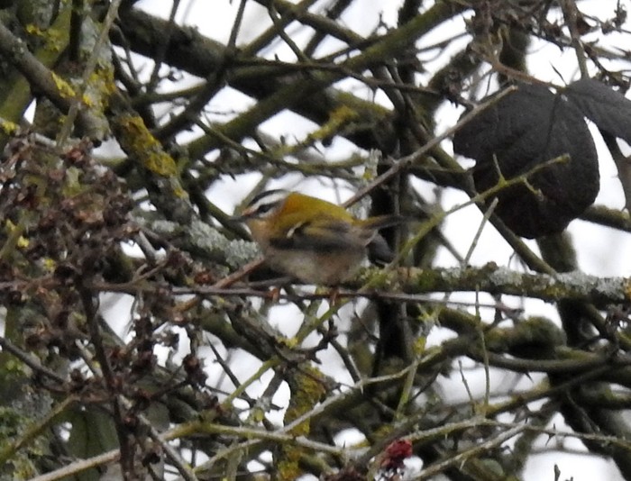 Firecrest