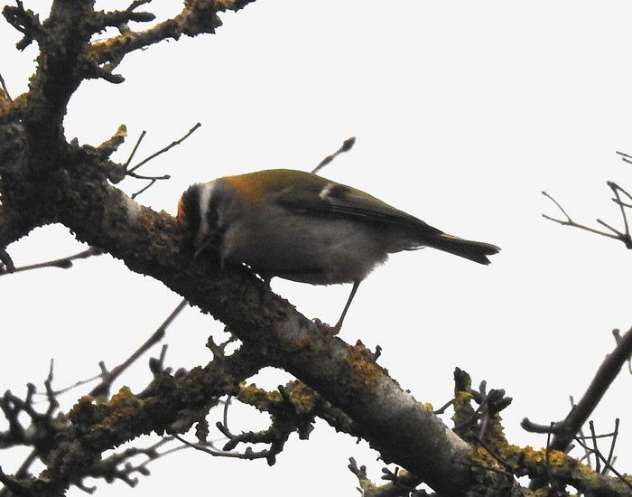 Firecrest