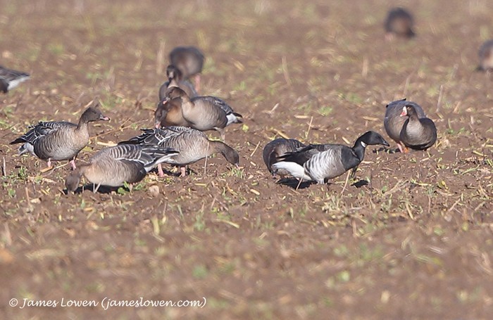 Grey-bellied Brant