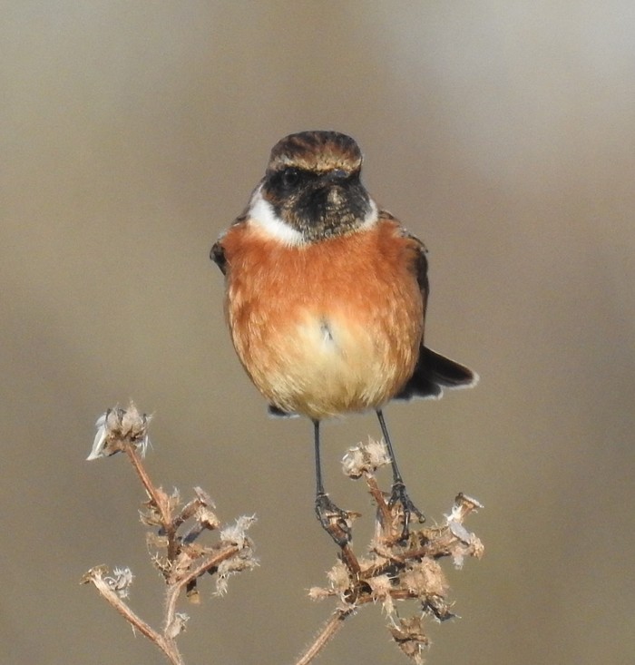 Stonechat