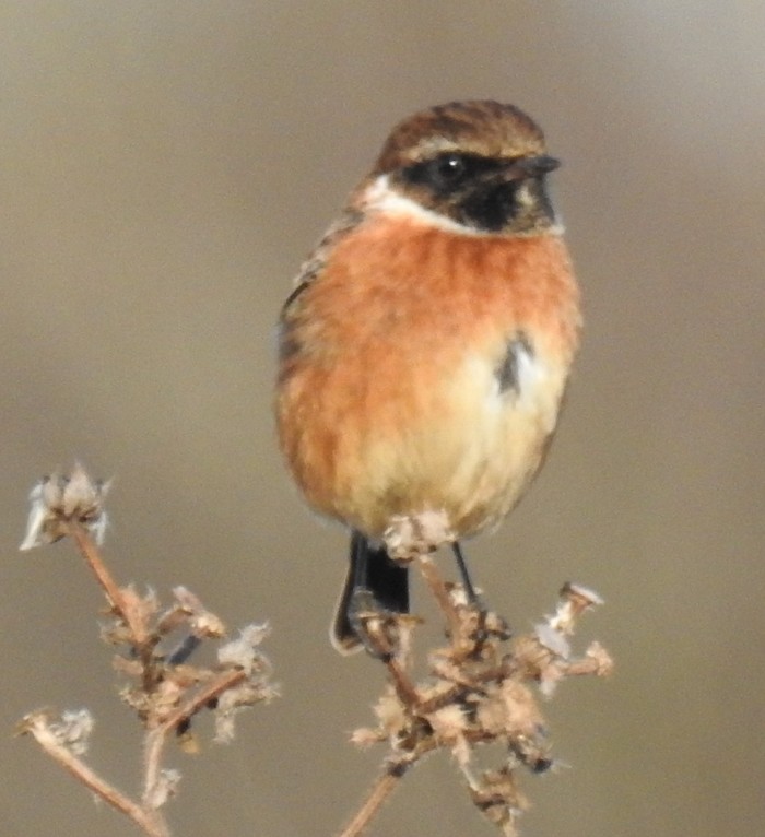 Stonechat