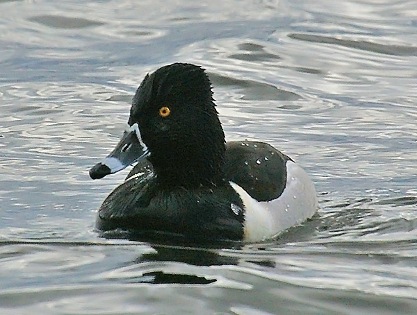 Ring-necked Duck