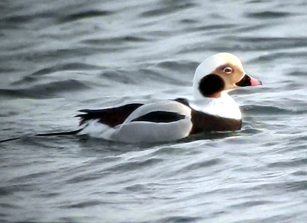 Long-tailed Duck