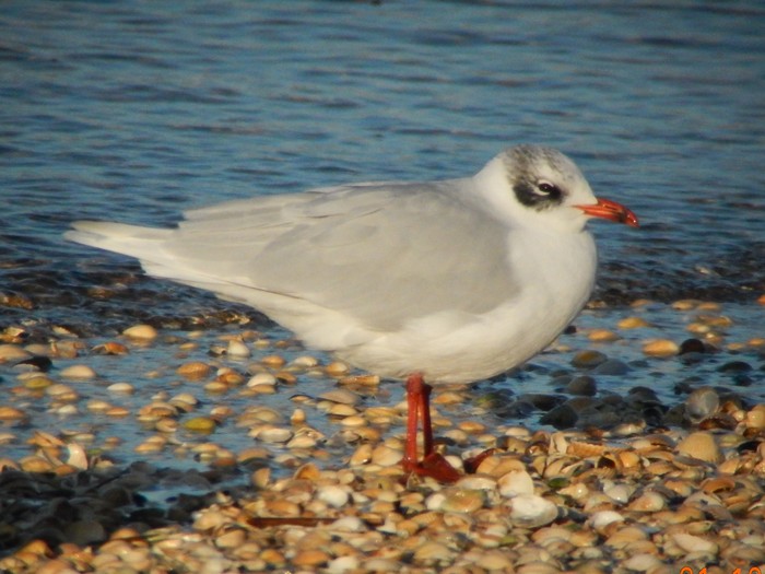 Mediterranean Gull