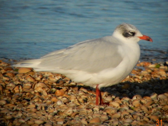 Mediterranean Gull