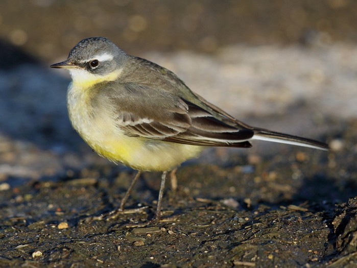 Blue-headed Eastern Yellow Wagtail