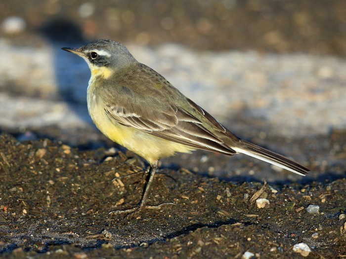 Blue-headed Eastern Yellow Wagtail