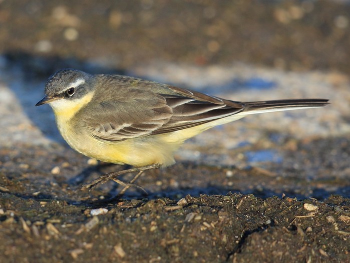 Blue-headed Eastern Yellow Wagtail