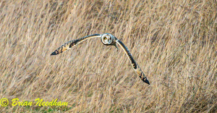 Short-eared Owl