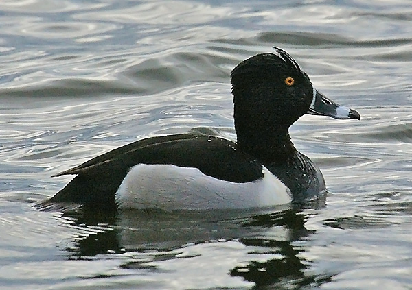 Ring-necked Duck