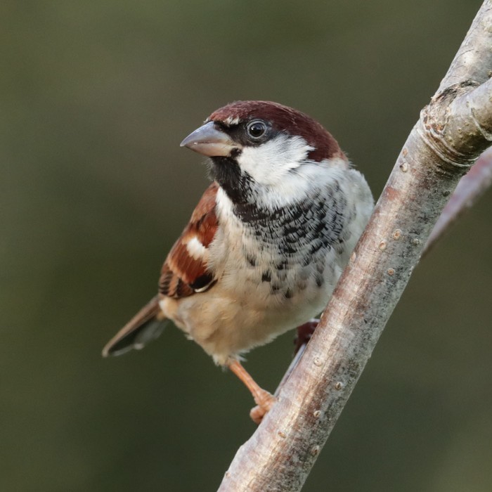 Italian Sparrow