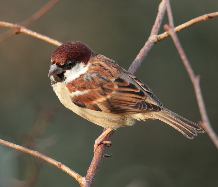 Italian Sparrow